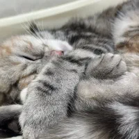 گربه ماده اماده جفت گیری|گربه|زاهدان, |دیوار