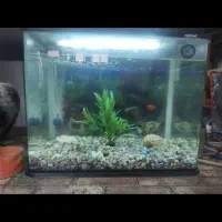 آکواریوم شرکتی