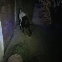 نری ۱۲ کیلویی