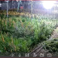 اجاره گلخانه 2500متری