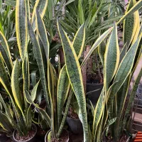 تامین گل گلفروشی ها در سراسر کشور