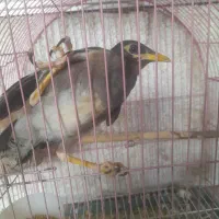مرغ مینا|پرنده|گرگان, |دیوار