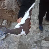 معاوضه رنگه با المانی