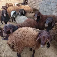 یک عدد بره نر مناسب کشتن و پروار