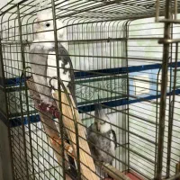 عروس هلندی نژاد وایت فیس|پرنده|گتوند, |دیوار