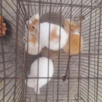 خرگوش|موش و خرگوش|نگین شهر, |دیوار