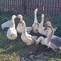 قوغاز اکراینی|حیوانات مزرعه|فاضل آباد, |دیوار