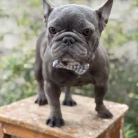 سگ فرنچ بولداگ ماده رنگ بلو