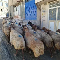 تعداد 20راس گوسفند داشتی ابستن شیره دار