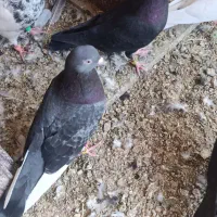 چند عدد لوت برا فروش|پرنده|کرخه, |دیوار