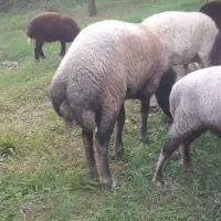 گوسفند نر تخمی