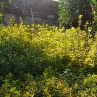 شمشاد طلایی و سبز زمینی|خدمات باغبانی و درختکاری|چابکسر, |دیوار