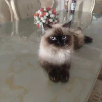 گربه هیمالین|گربه|اردبیل, |دیوار