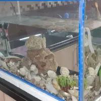 سه عدداکواریوم سالم