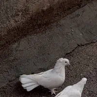 کبوتر تزیینی ماده