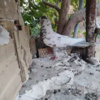 5عدد کفتر سره حال