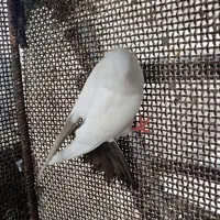 کبوتر طوقی رنگی|پرنده|ابهر, |دیوار