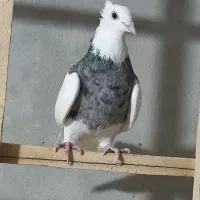 یک جفت طوقی|پرنده|رزن, |دیوار