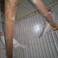 جفت فنچ نرگسی|پرنده|بندر ماهشهر, |دیوار