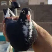 پلنگ جوجه *یا بزرگه قلاچ