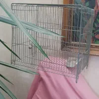 قدیمی|کلکسیون اشیاء عتیقه|باغستان, |دیوار