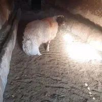 قوچ سنجابی|حیوانات مزرعه|خواف, |دیوار