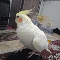 یه جفت عروس هلندی یکی کاملاً دستی با قفس|پرنده|تاکستان, |دیوار