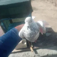 ۶ تا کفتر