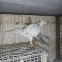 هفترنگ خطی|پرنده|محمدیه-قزوین, |دیوار