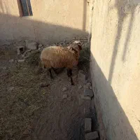 قوچ ۱ساله سرحال|حیوانات مزرعه|رامجین, |دیوار