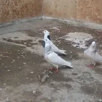 4تا طوقی بدون غلط