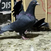 نروماده زاغ کرمانی و ماده دم سفید