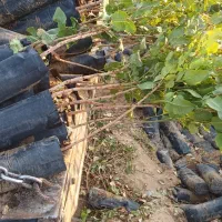 نهال پسته حمید|خدمات باغبانی و درختکاری|مهریز, |دیوار