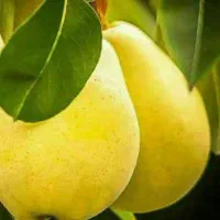 پیش فروش نهال گلابی بیروتی با شرایط چک|خدمات باغبانی و درختکاری|شهمیرزاد, |دیوار