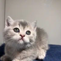 دختر بریتیش سیلور مو کوتاه|گربه|اصفهان, رزمندگان|دیوار