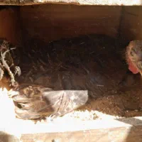 بوقلمون کرک فروش یا معاوضه با مرغ یاگندم اندیمشکم|حیوانات مزرعه|اندیمشک, |دیوار