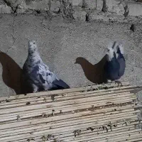 کفتر رنگی|پرنده|قم, قلعه کامکار|دیوار