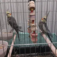 یک جفت عروس هلندی نر|پرنده|پاکدشت, پاکدشت (مامازند)|دیوار