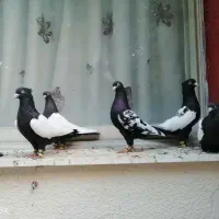 جوجه سینه سیاه کفتر نقش|پرنده|اهواز, آریاشهر|دیوار