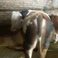 گوساله نر سمینتال چاق