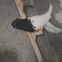 کله سیاه نر عروسک