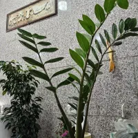 گل زاموفیلیا|گل و گیاه طبیعی|ری, دیلمان|دیوار