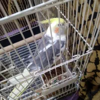 عروس هلندی|پرنده|کرج, شهرک فهمیده|دیوار