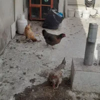 مرغ|حیوانات مزرعه|شهر ری, دولتآباد|دیوار