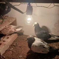 با سلام ۴هار عدد کفتر|پرنده|اهر, |دیوار