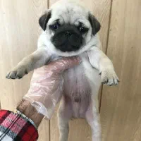 توله سگ پاگ|سگ|تهران, درکه|دیوار