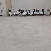 کبوتر|پرنده|سنندج, |دیوار