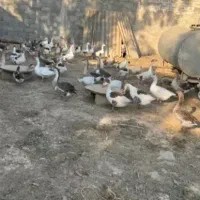 تخم غاز نطفه دار|حیوانات مزرعه|رودسر, |دیوار