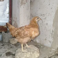 ۱۷ تا نیمچه مرغ گلپایگانی