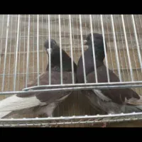 کبوتر یاهو جنس اصلی